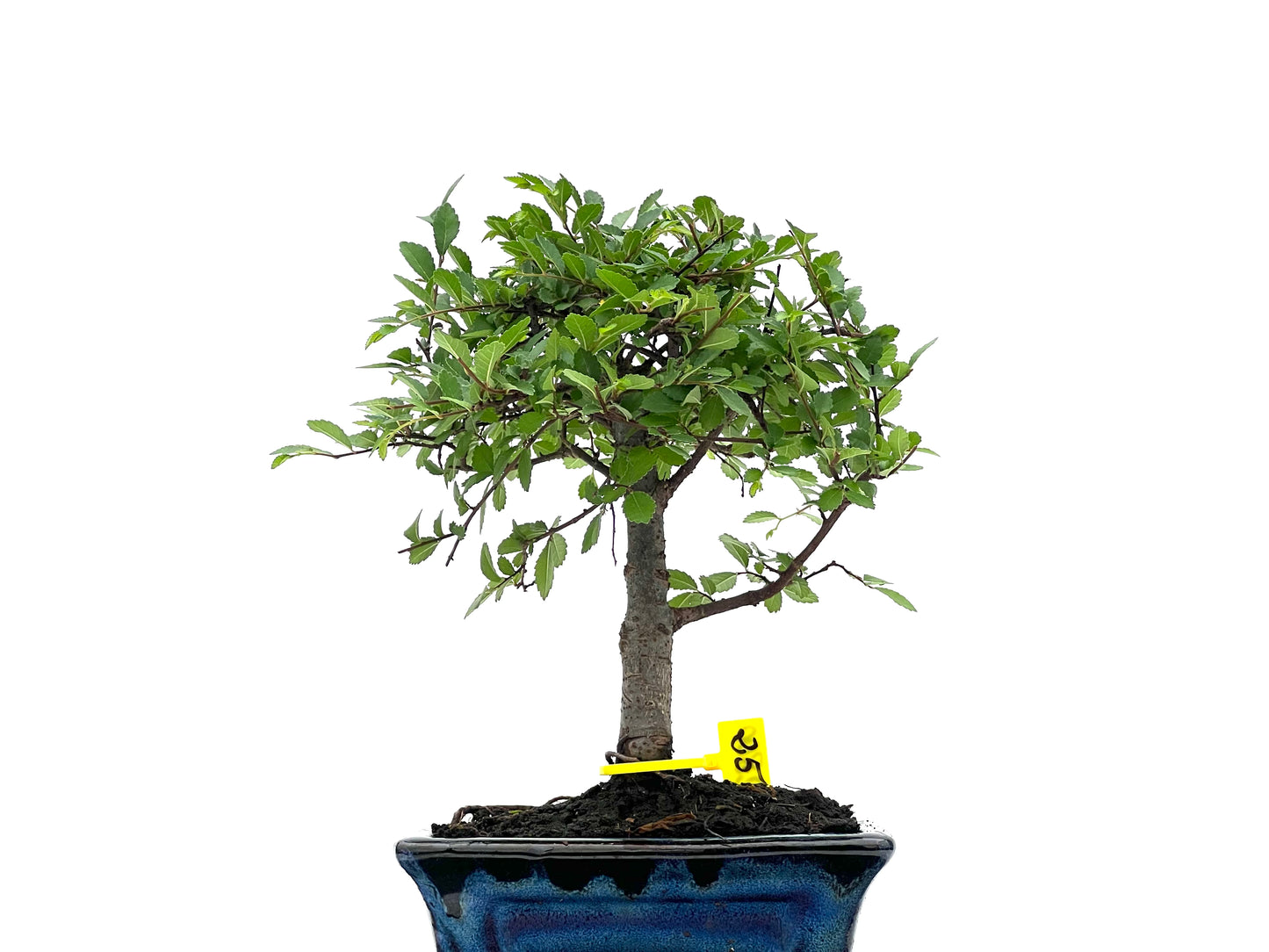 Ulmus Parvifolia 2800