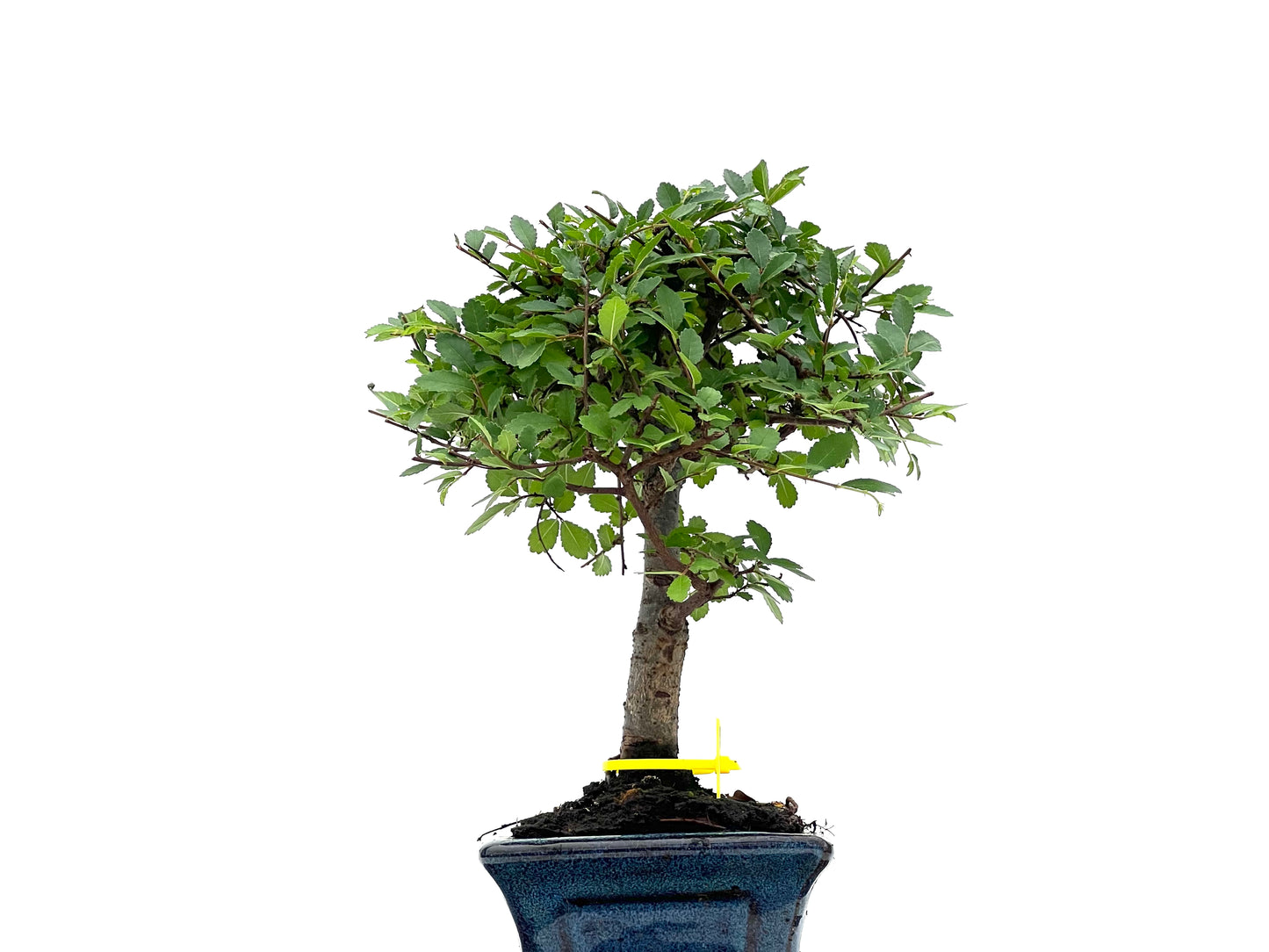 Ulmus Parvifolia 2800