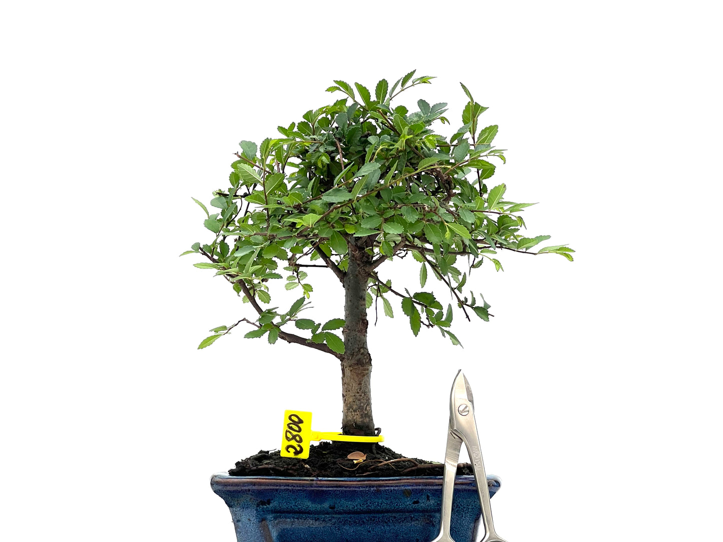 Ulmus Parvifolia 2800