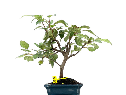 Malus Everest 2797