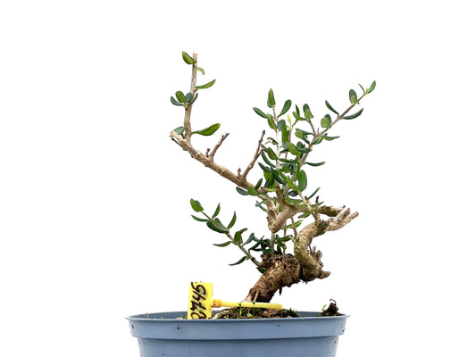 Olea Europaea Sylvestris 2745