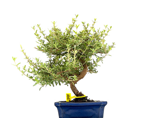 Coprosma 2799
