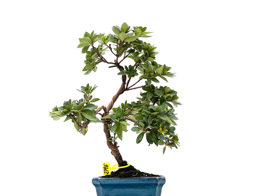 Rhododendrum Indicum 2796