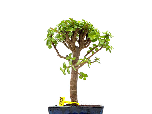 Portulacaria Afra 2798