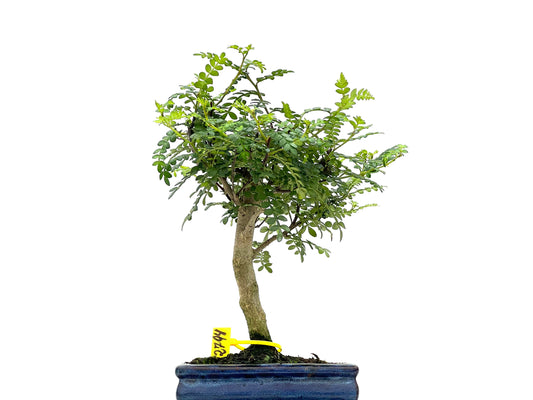 Zanthoxylum Piperitum 2794