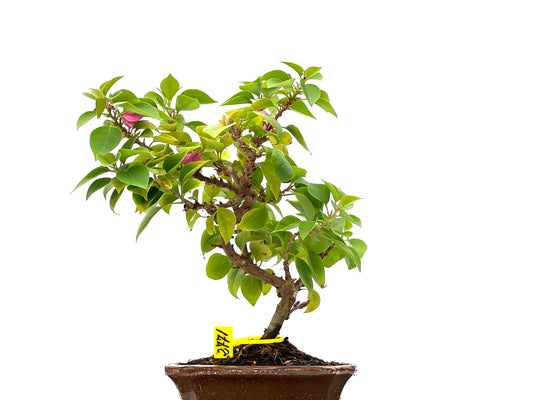 Buganvilla Spectabilis 2771