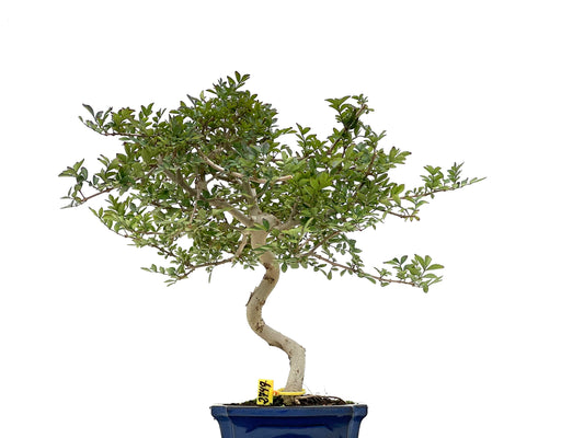 Fraxinus 2749