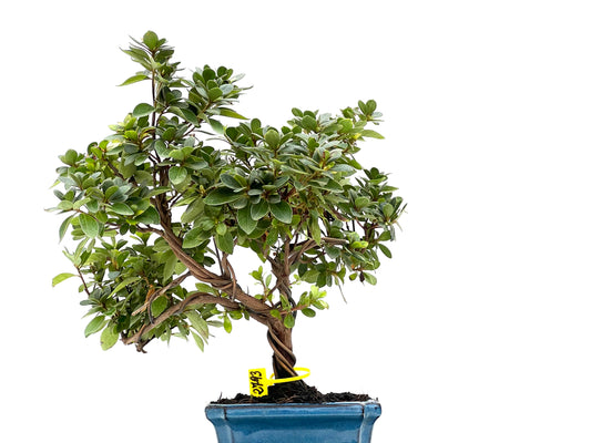 Rhododendrum Indicum 2793