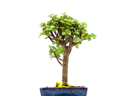 Portulacaria Afra 2795