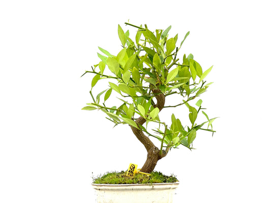 Citrus Limequat 2750