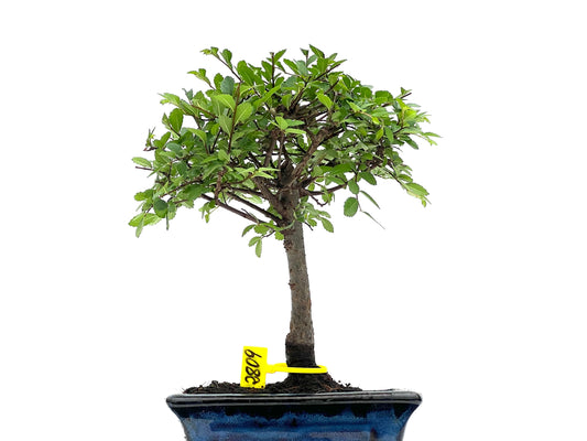 Ulmus Parvifolia 2809