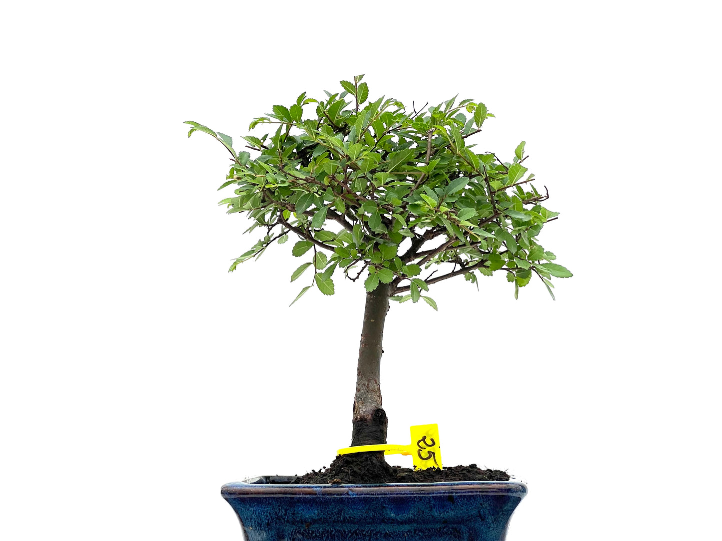 Ulmus Parvifolia 2809