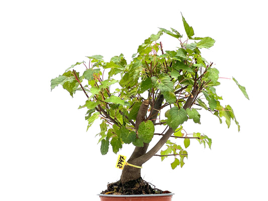 Acer Ginnala 2747