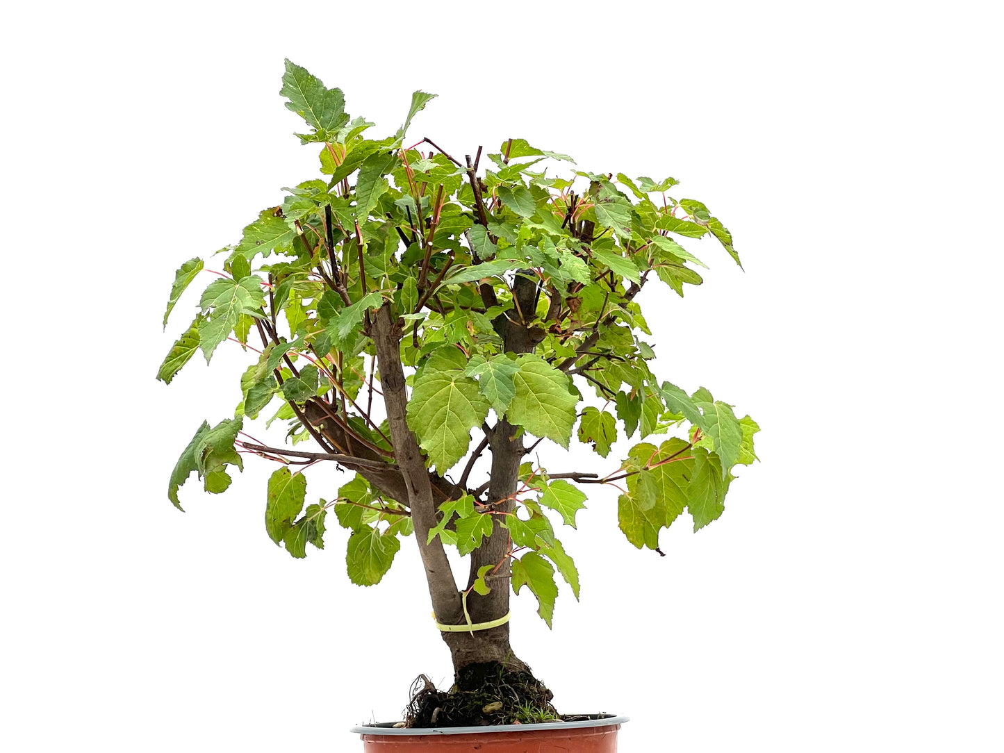 Acer Ginnala 2747