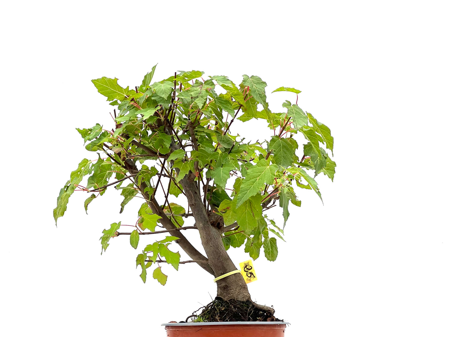 Acer Ginnala 2747