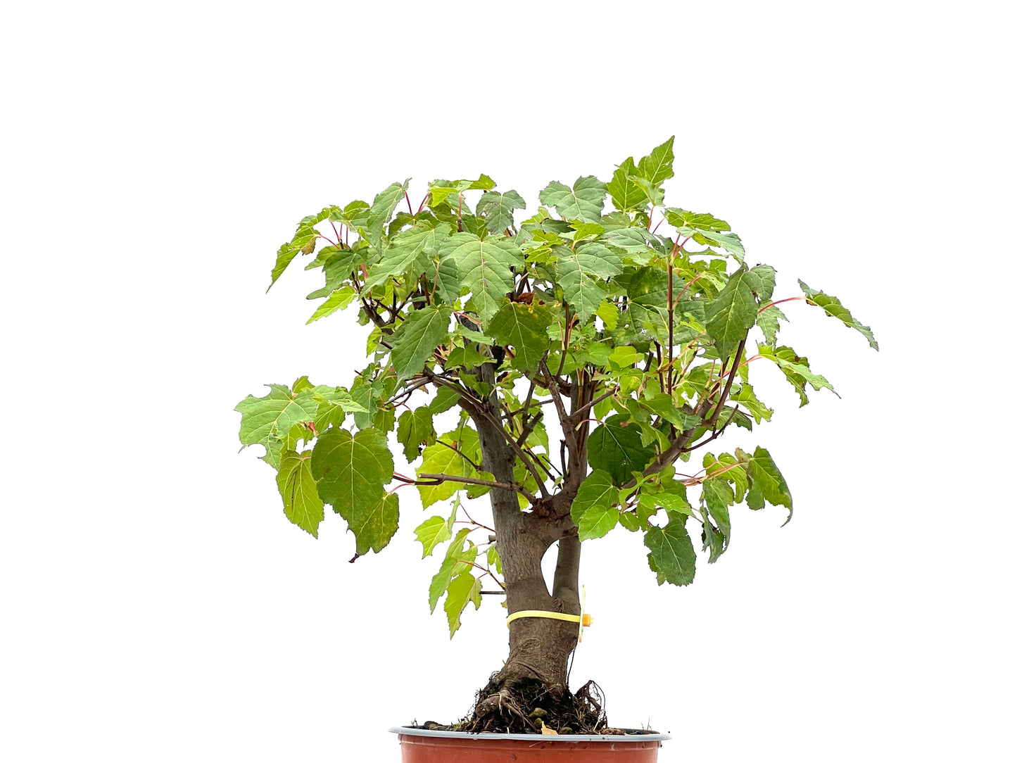Acer Ginnala 2747