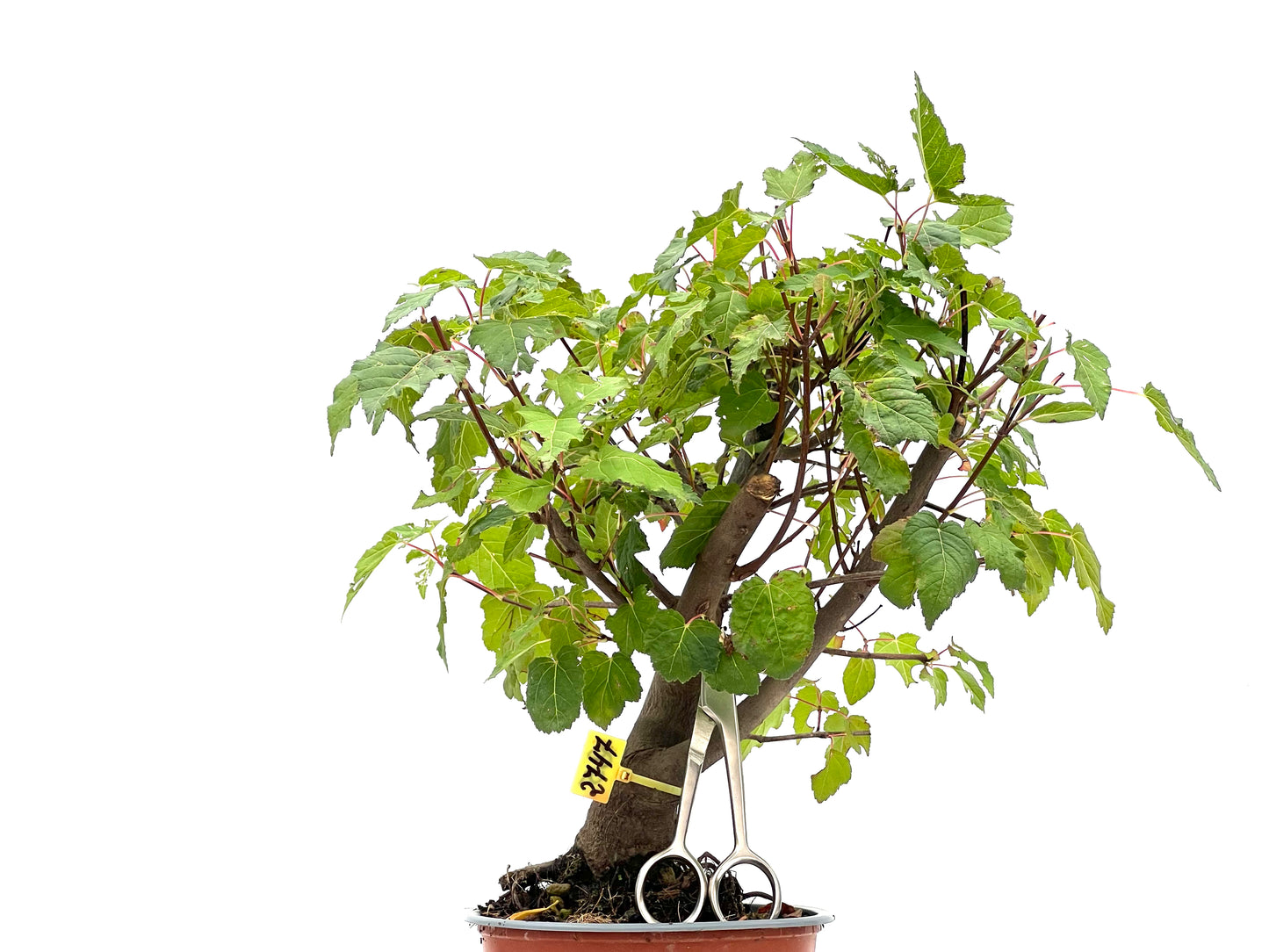 Acer Ginnala 2747