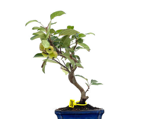 Malus Everest 2808