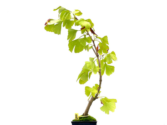 Ginkgo Biloba 2744
