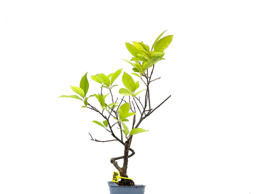 Ilex Verticillata 2748
