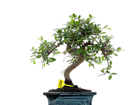 Ulmus Parvifolia 2806