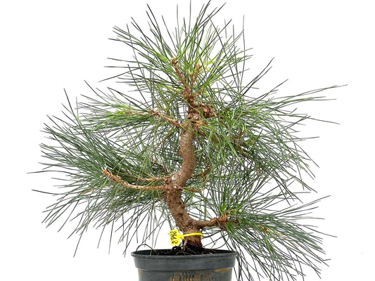 Pinus Thunbergii 2792