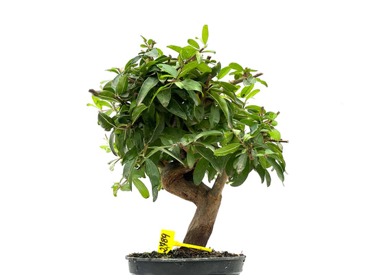 Punica Granatum Nejikan 2789