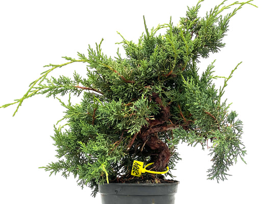 Juniperus Chinensis Kyshu 2784