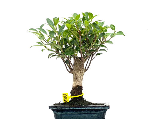 Ficus Tiger Bark 2783