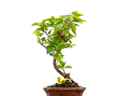 Buganvilla Glabra 2769