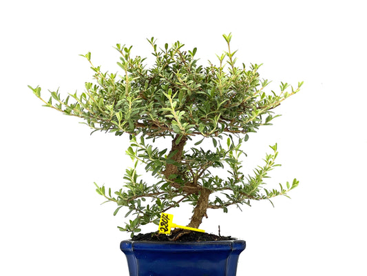 Coprosma 2807