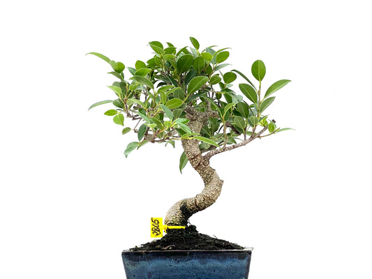 Ficus Tiger Bark 2805