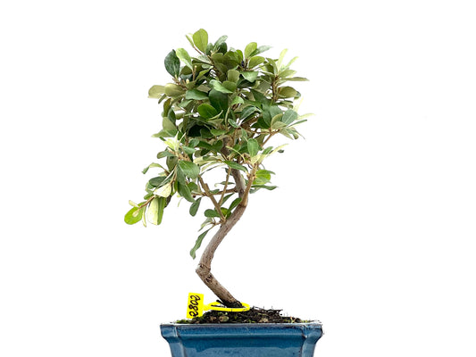 Eleagnus Pungens 2802