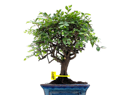 Ulmus Parvifolia 2804