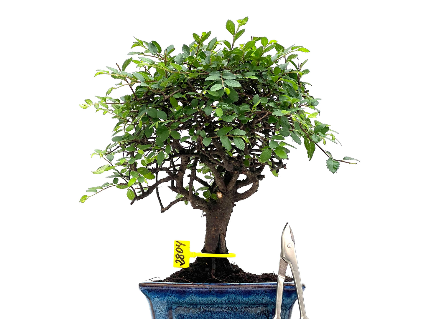 Ulmus Parvifolia 2804