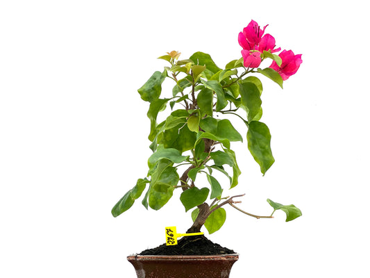 Buganvilla Glabra 2767