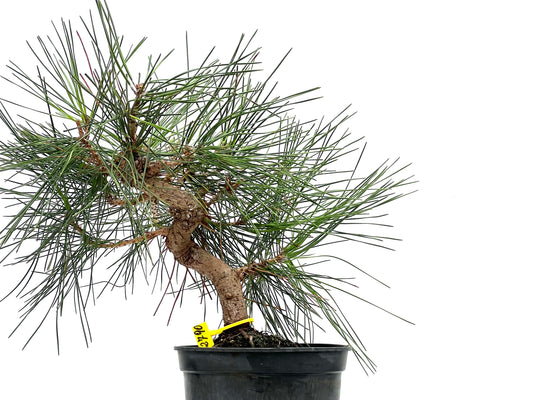 Pinus Thunbergii 2790