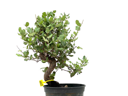 Quercus Suber 2787