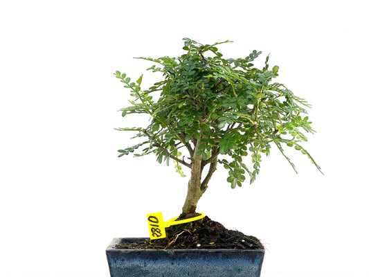 Zanthoxylum Piperitum 2810