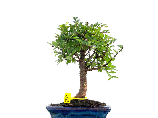 Ulmus Parvifolia 2811