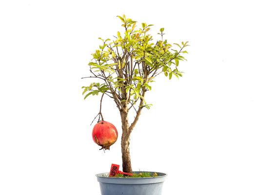 Punica Granatum Nana 2740