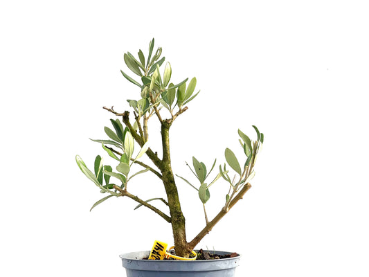 Olea Europaea 2741