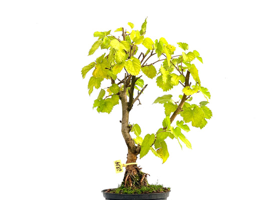 Morus Alba 2739