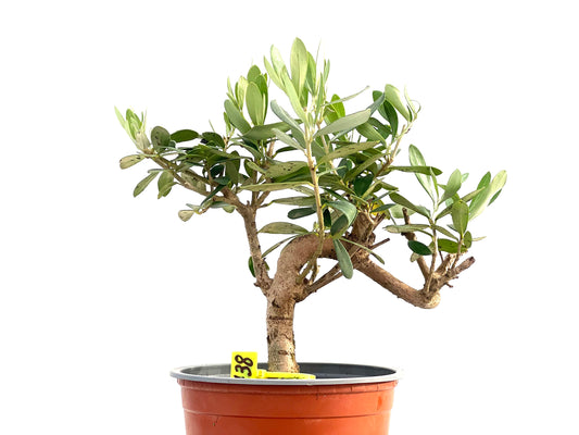 Olea Europaea 2738