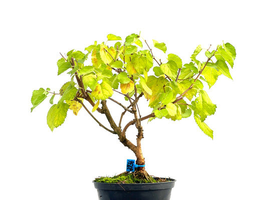 Morus Alba 2736