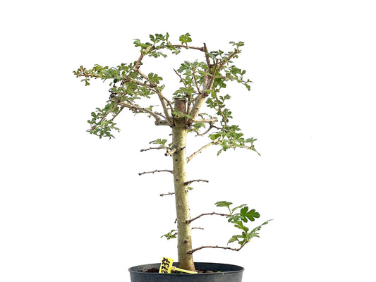 Crataegus Monogyna 2737