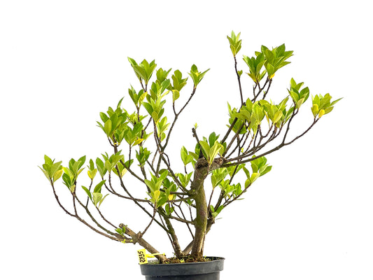 Gardenia Jasminoide 2735