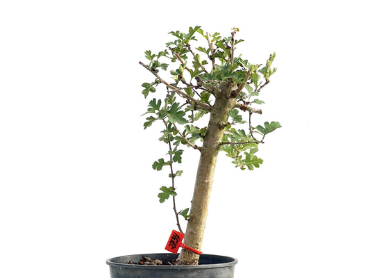 Crataegus Monogyna 2734