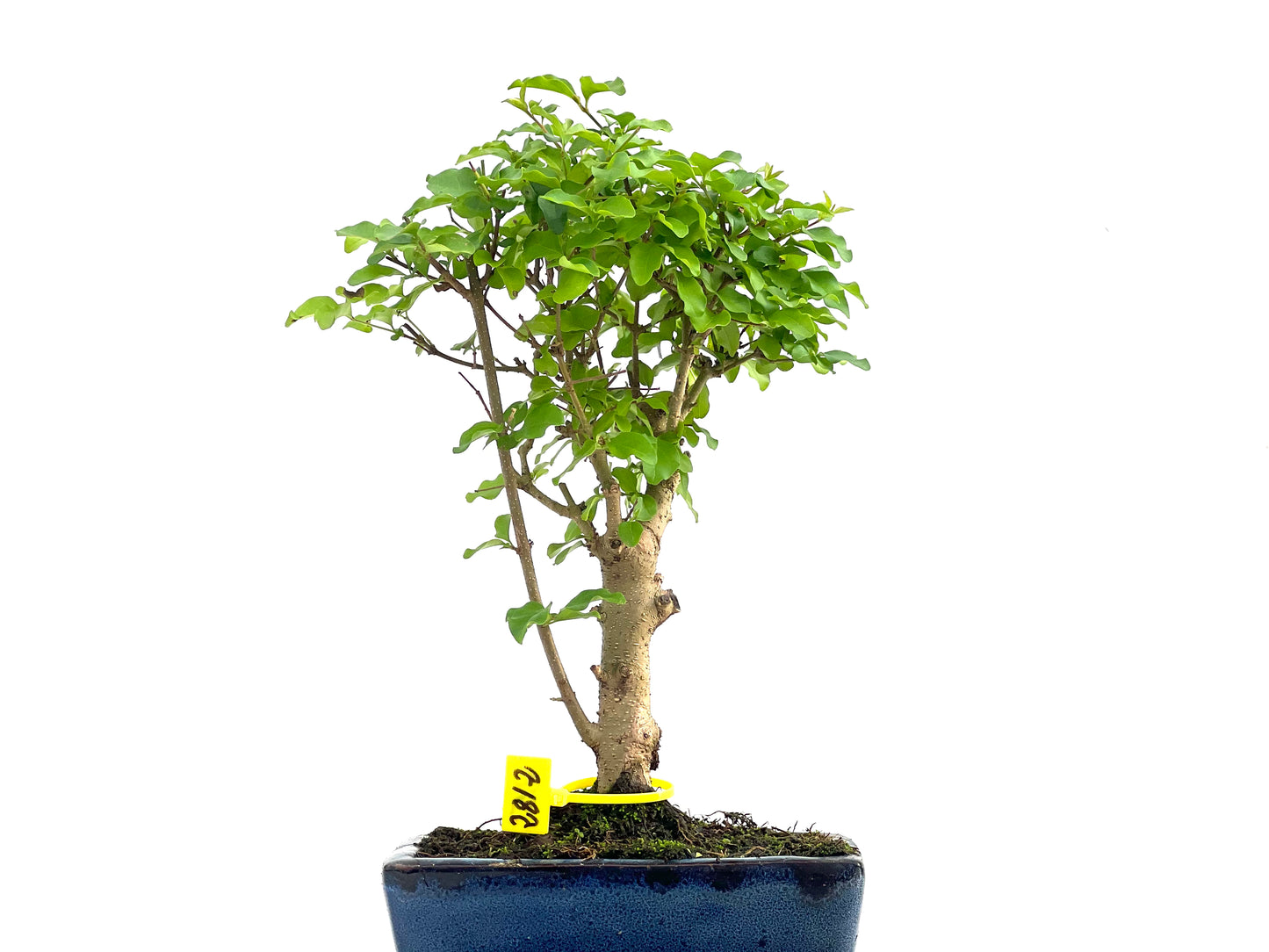 Ligustrum Sinensis 2812