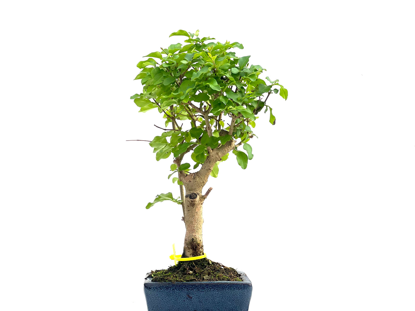 Ligustrum Sinensis 2812